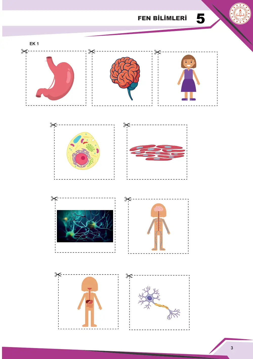 5. Sınıf Fen Bilimleri Çalışma Kâğıdı: FB.5.3.1.2 Hücre-doku-organ-sistem-organizma kavramlarını yapılandırabilme cevap anahtarı sayfa 3