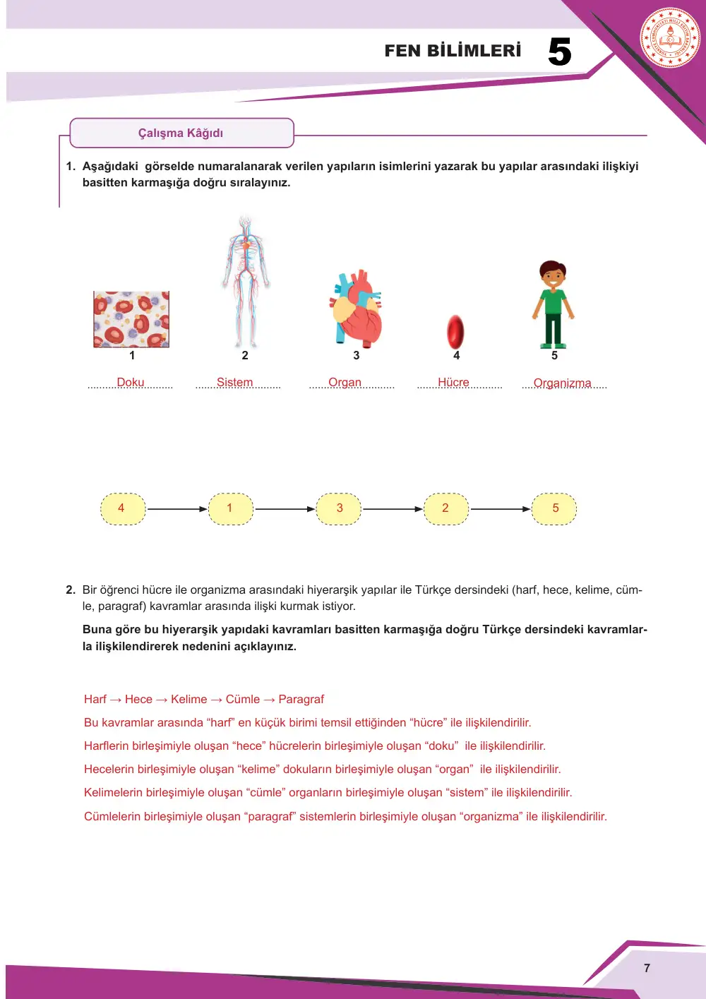 5. Sınıf Fen Bilimleri Çalışma Kâğıdı: FB.5.3.1.2 Hücre-doku-organ-sistem-organizma kavramlarını yapılandırabilme cevap anahtarı sayfa 7