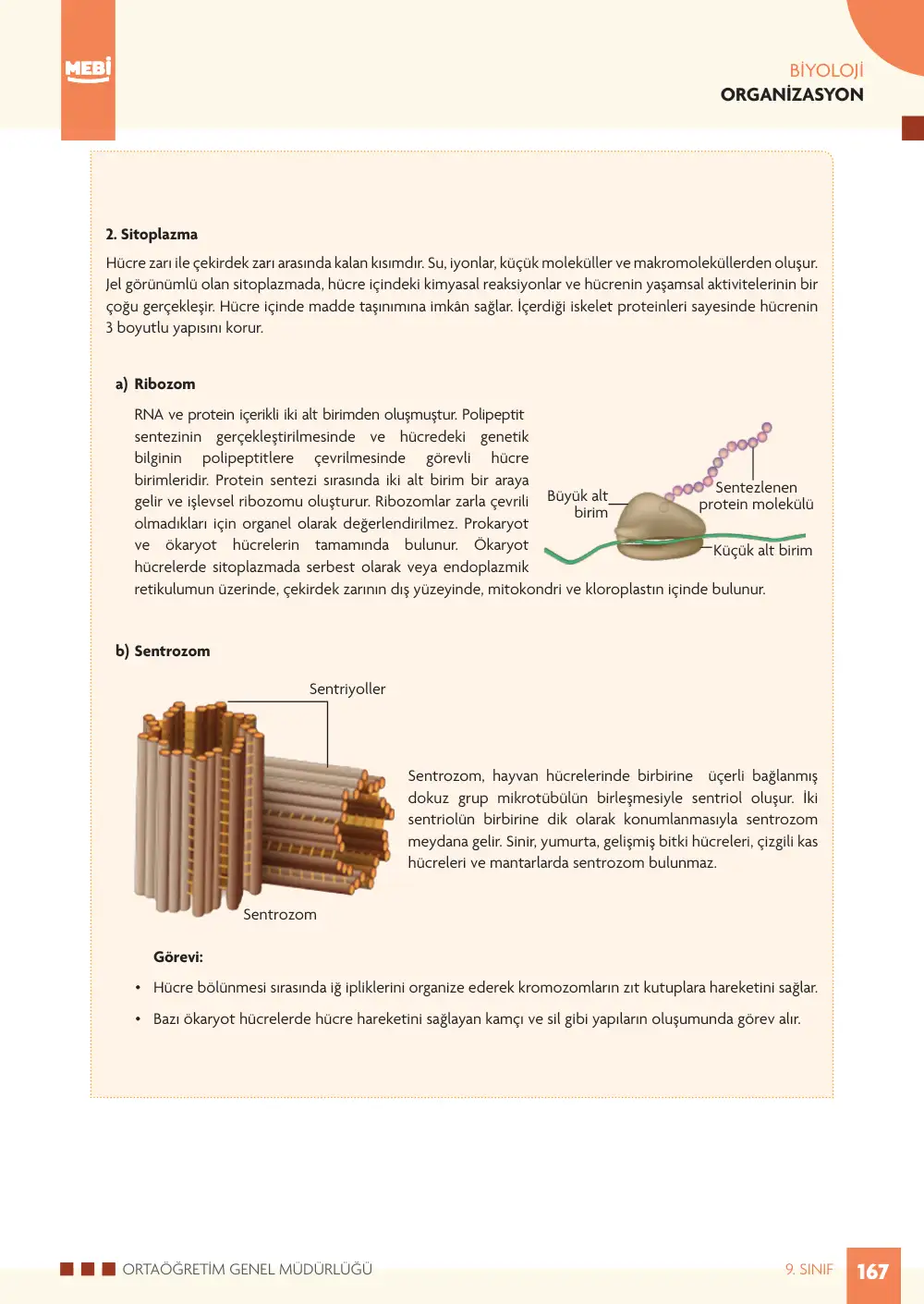 9. Sınıf Biyoloji Bireysel Öğrenme Etkinlikleri (2026-2027) sayfa 165