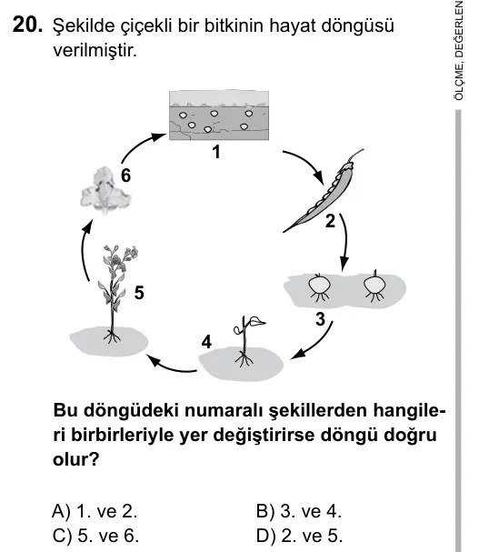 6. Sınıf Fen Bilimleri 2015 İOKBS Bursluluk Sınavı 20. Soru görseli