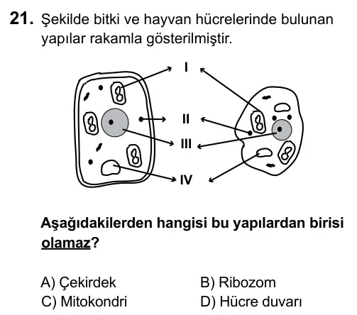 6. Sınıf Fen Bilimleri 2015 İOKBS Bursluluk Sınavı 21. Soru görseli