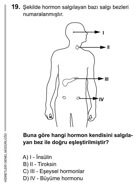 7. Sınıf Fen ve Teknoloji 2015 İOKBS Bursluluk Sınavı 19. Soru görseli