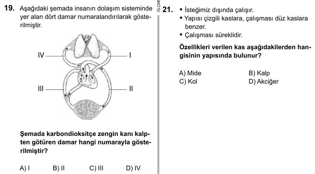 6. Sınıf Fen Bilimleri 2016 İOKBS Bursluluk Sınavı 19. Soru görseli