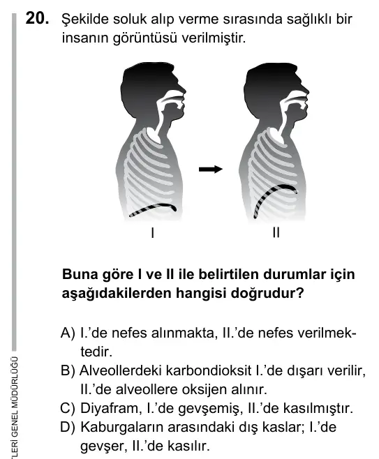 6. Sınıf Fen Bilimleri 2016 İOKBS Bursluluk Sınavı 20. Soru görseli