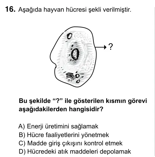 6. Sınıf Fen Bilimleri 2017 İOKBS Bursluluk Sınavı 16. Soru görseli