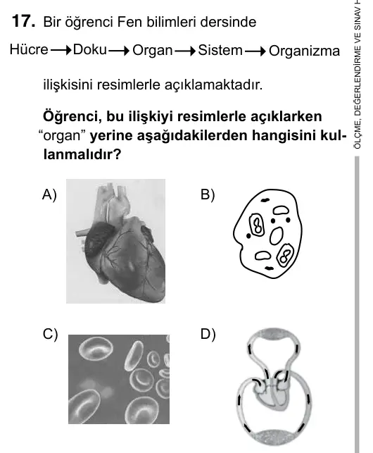 6. Sınıf Fen Bilimleri 2017 İOKBS Bursluluk Sınavı 17. Soru görseli