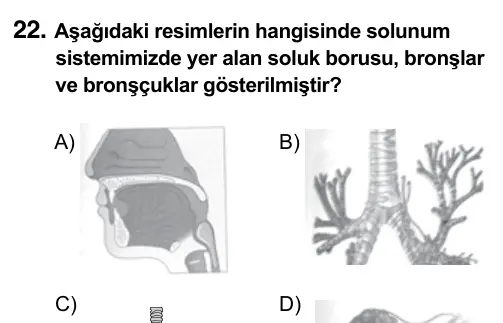 6. Sınıf Fen Bilimleri 2017 İOKBS Bursluluk Sınavı 22. Soru görseli