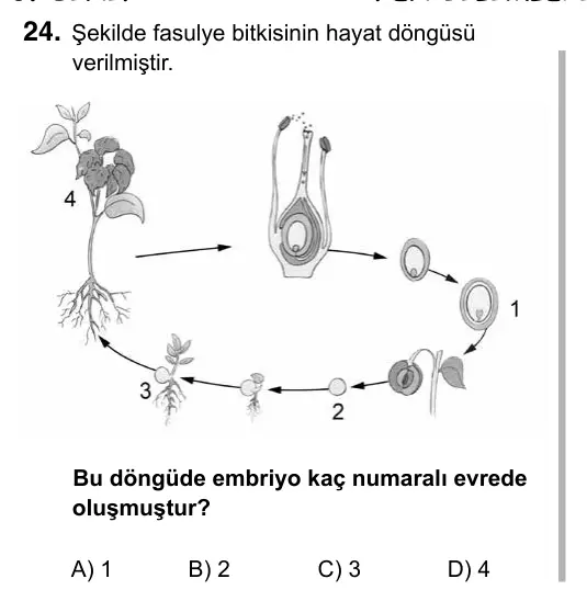 6. Sınıf Fen Bilimleri 2017 İOKBS Bursluluk Sınavı 24. Soru görseli