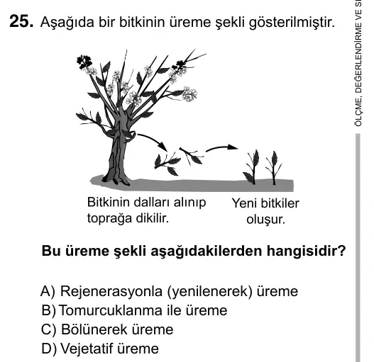 6. Sınıf Fen Bilimleri 2017 İOKBS Bursluluk Sınavı 25. Soru görseli
