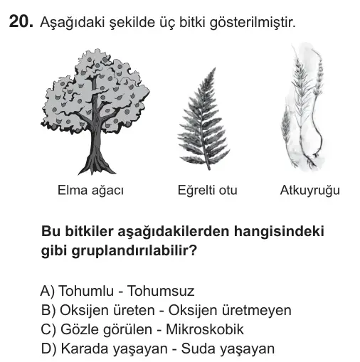 5. Sınıf Fen Bilimleri 2018 İOKBS Bursluluk Sınavı 20. Soru görseli