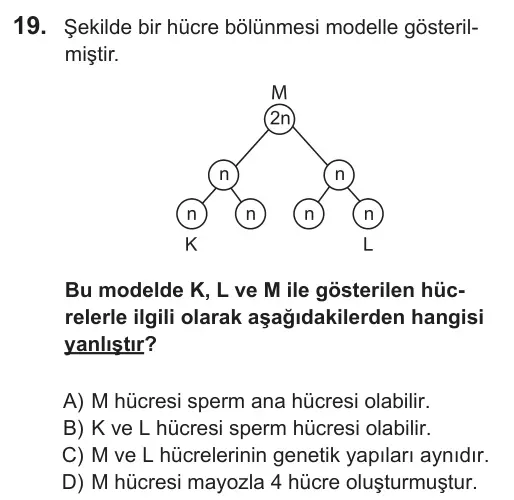 8. Sınıf Fen Bilimleri 2018 İOKBS Bursluluk Sınavı 19. Soru görseli