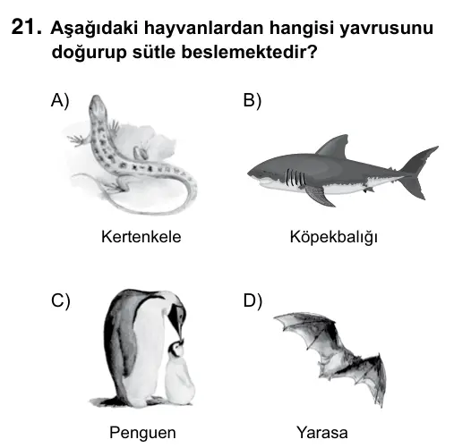 5. Sınıf Fen Bilimleri 2019 İOKBS Bursluluk Sınavı 21. Soru görseli