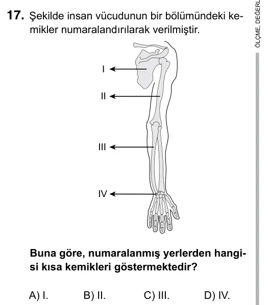 6. Sınıf Fen Bilimleri 2019 İOKBS Bursluluk Sınavı 17. Soru görseli