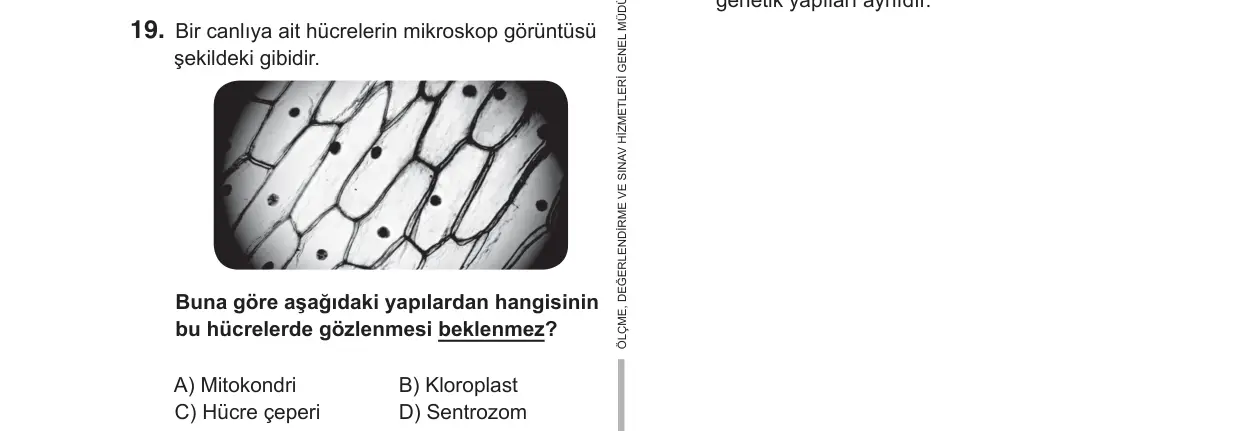 7. Sınıf Fen Bilimleri 2019 İOKBS Bursluluk Sınavı 19. Soru görseli