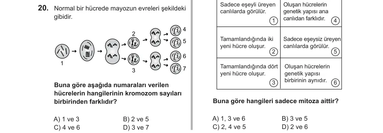 7. Sınıf Fen Bilimleri 2019 İOKBS Bursluluk Sınavı 20. Soru görseli
