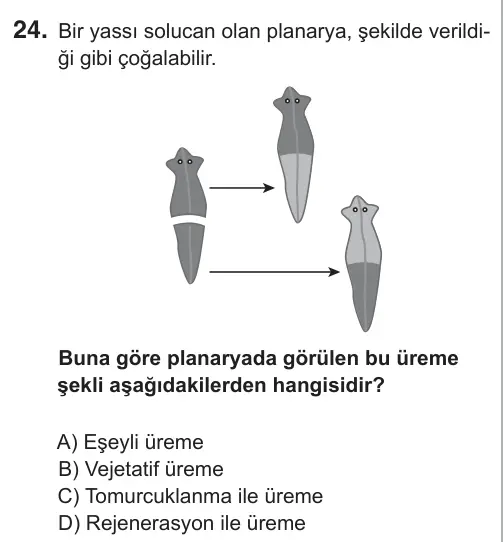 7. Sınıf Fen Bilimleri 2019 İOKBS Bursluluk Sınavı 24. Soru görseli
