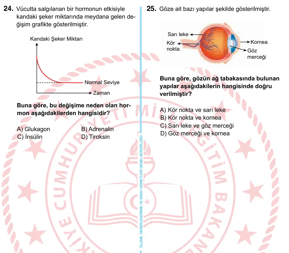 6. Sınıf Fen Bilimleri 2022 İOKBS Bursluluk Sınavı 24. Soru görseli