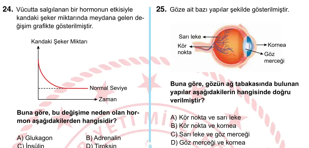 6. Sınıf Fen Bilimleri 2022 İOKBS Bursluluk Sınavı 25. Soru görseli