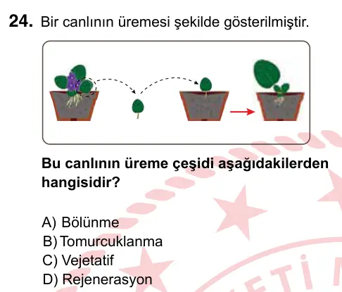 7. Sınıf Fen Bilimleri 2022 İOKBS Bursluluk Sınavı 24. Soru görseli