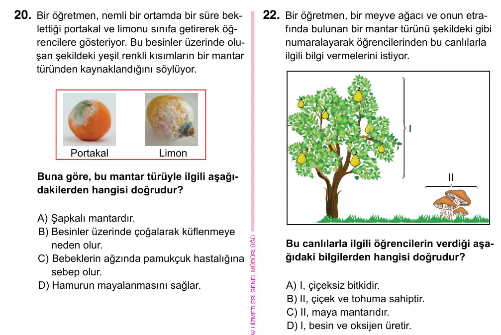 5. Sınıf Fen Bilimleri 2023 İOKBS Bursluluk Sınavı 22. Soru görseli