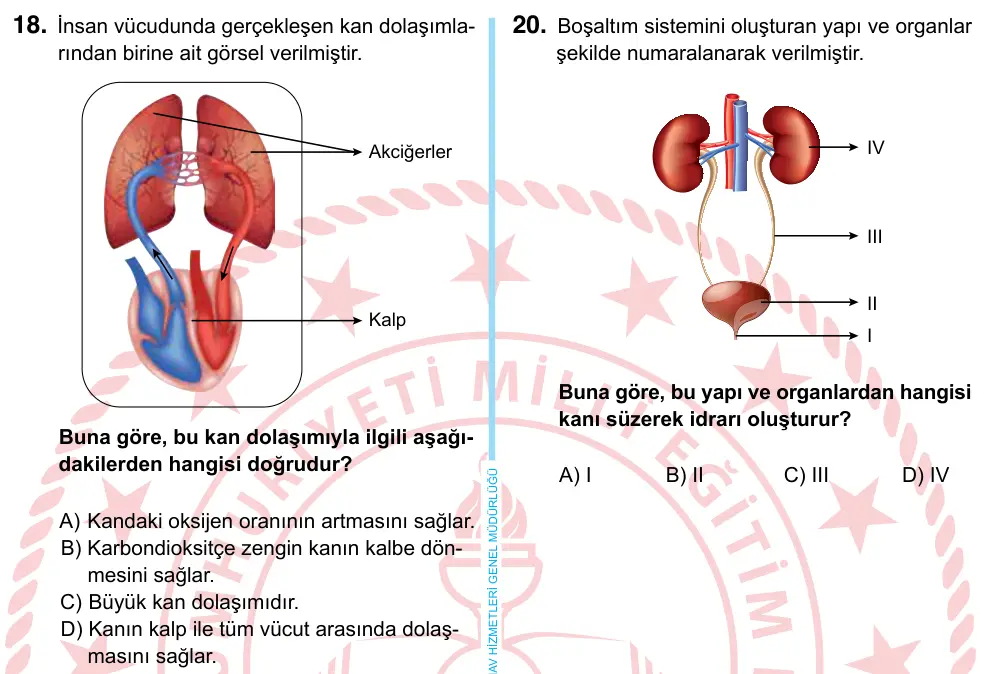 6. Sınıf Fen Bilimleri 2024 İOKBS Bursluluk Sınavı 18. Soru görseli