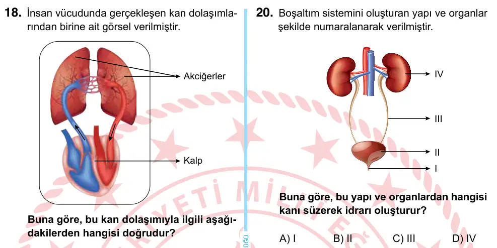 6. Sınıf Fen Bilimleri 2024 İOKBS Bursluluk Sınavı 20. Soru görseli