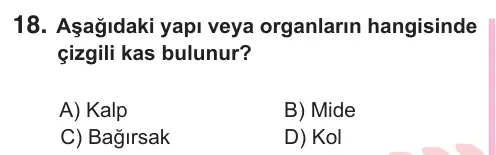 5. Sınıf Fen Bilimleri 2025 İOKBS Bursluluk Sınavı 18. Soru görseli