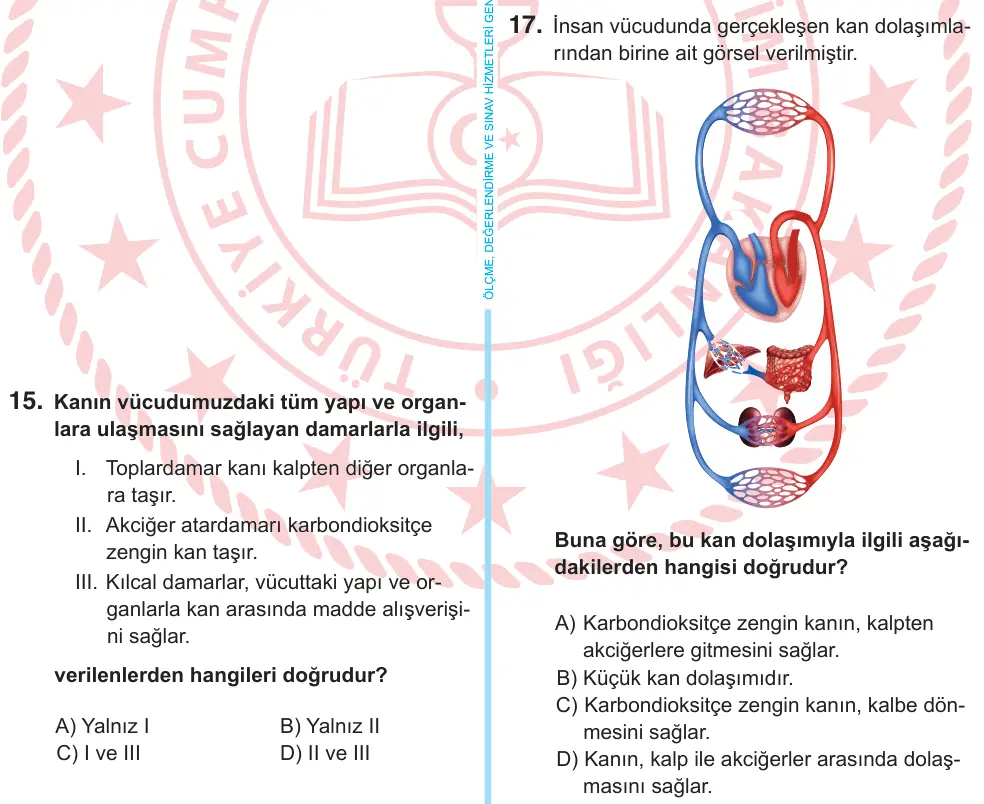 6. Sınıf Fen Bilimleri 2025 İOKBS Bursluluk Sınavı 17. Soru görseli