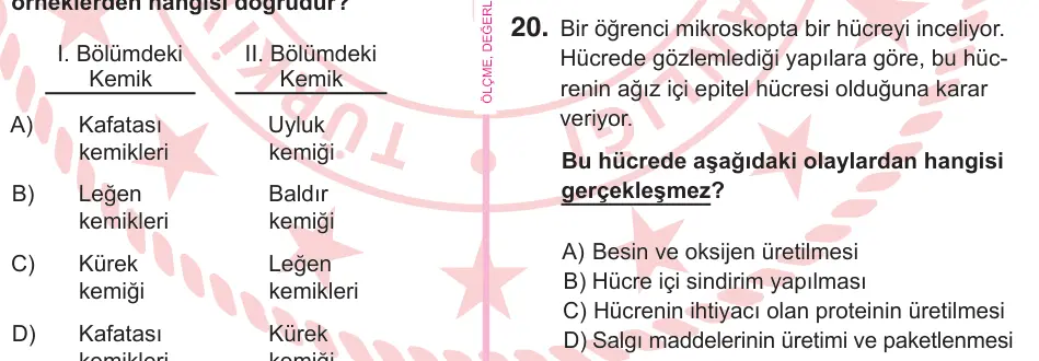 5. Sınıf Fen Bilimleri 2026 İOKBS Bursluluk Sınavı 20. Soru görseli