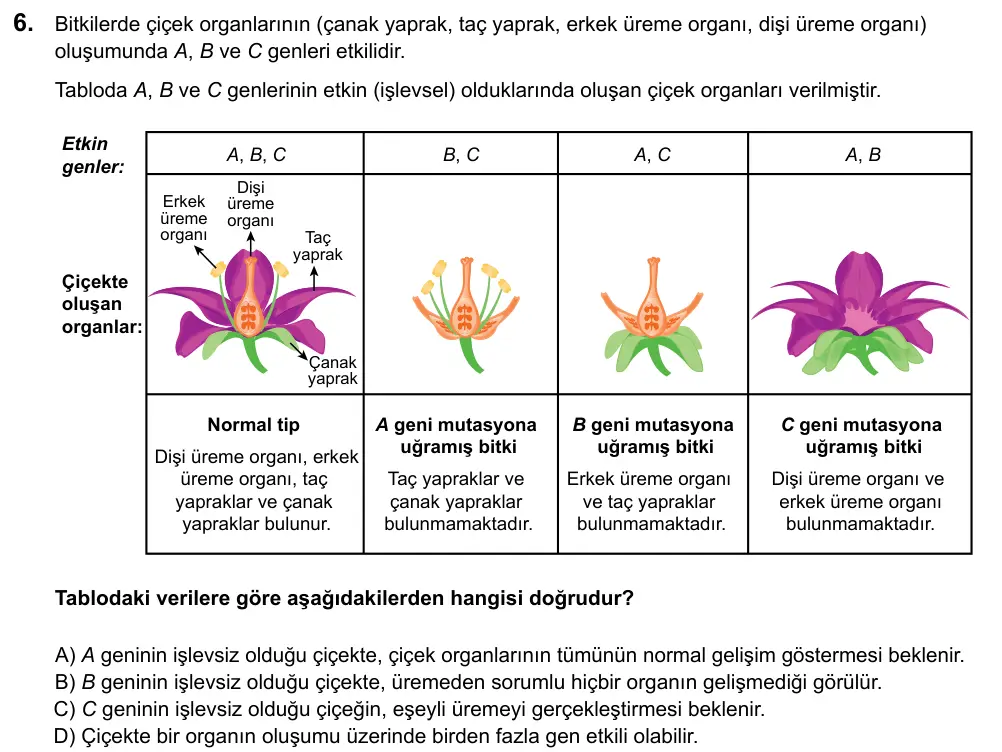 LGS 2020 Sayısal Fen Bilimleri 6. Soru görseli