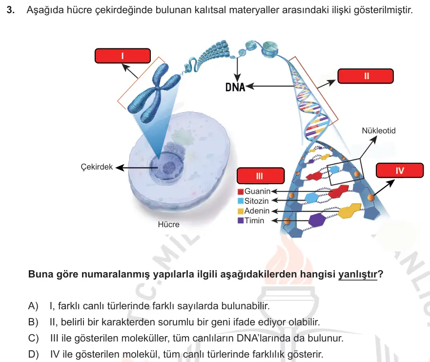 LGS Örnek Soruları Aralık 2018 Sayısal Fen Bilimleri 3. Soru görseli