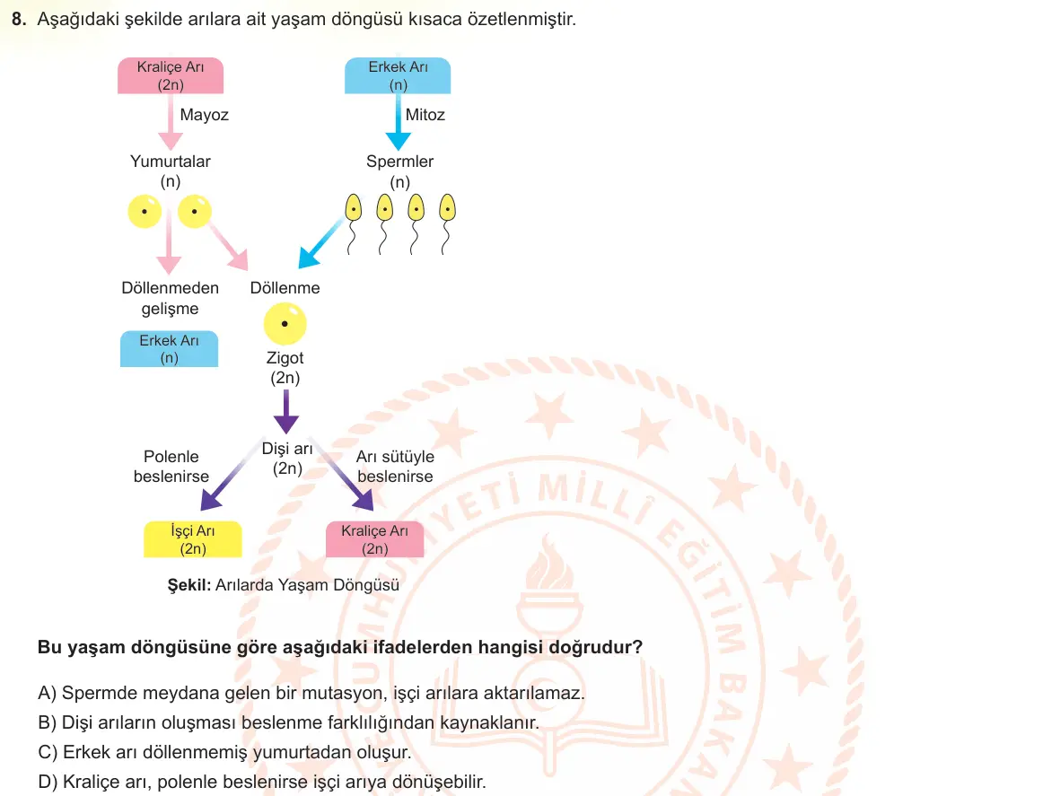 LGS Örnek Soruları Kasım 2022 Sayısal Fen Bilimleri 8. Soru görseli