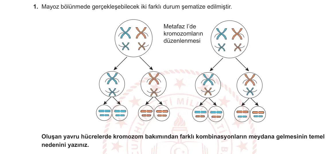 10. Sınıf Biyoloji 2023-2024 1. Dönem 1. Yazılı 2. Bölüm 1. Soru görseli
