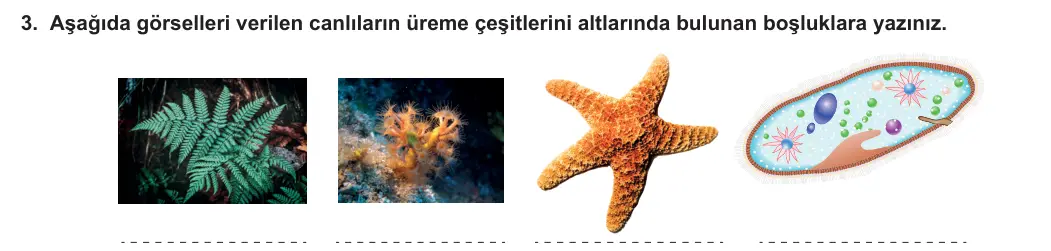 10. Sınıf Biyoloji 2023-2024 1. Dönem 1. Yazılı 2. Bölüm 3. Soru görseli