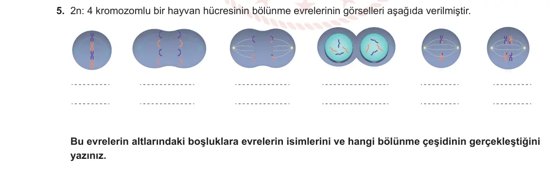 10. Sınıf Biyoloji 2023-2024 1. Dönem 1. Yazılı 2. Bölüm 5. Soru görseli