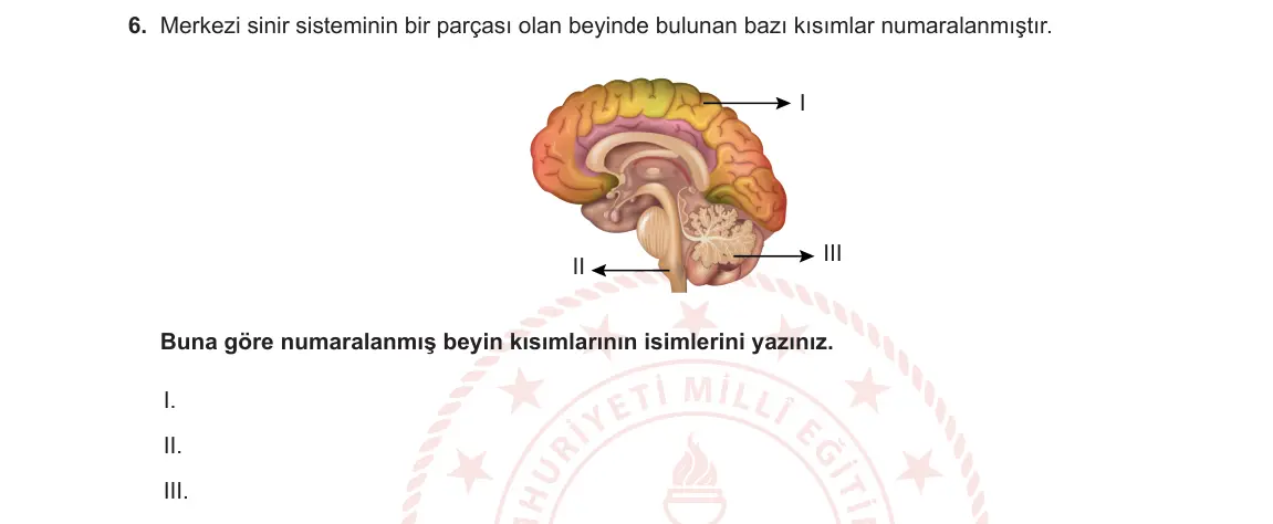 11. Sınıf Biyoloji 2023-2024 1. Dönem 1. Yazılı 2. Bölüm 6. Soru görseli