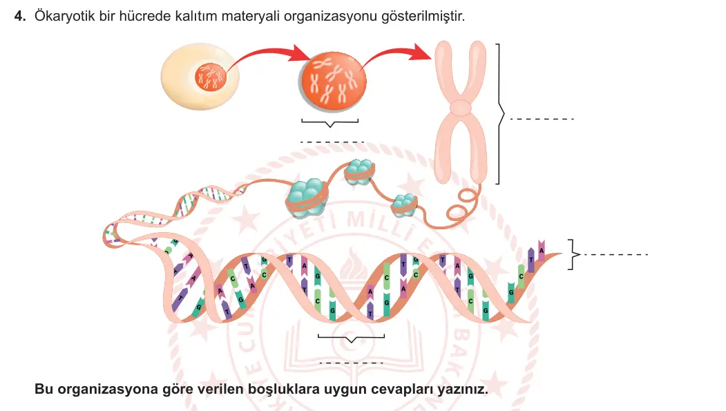 12. Sınıf Biyoloji 2023-2024 1. Dönem 1. Yazılı 1. Bölüm 4. Soru görseli