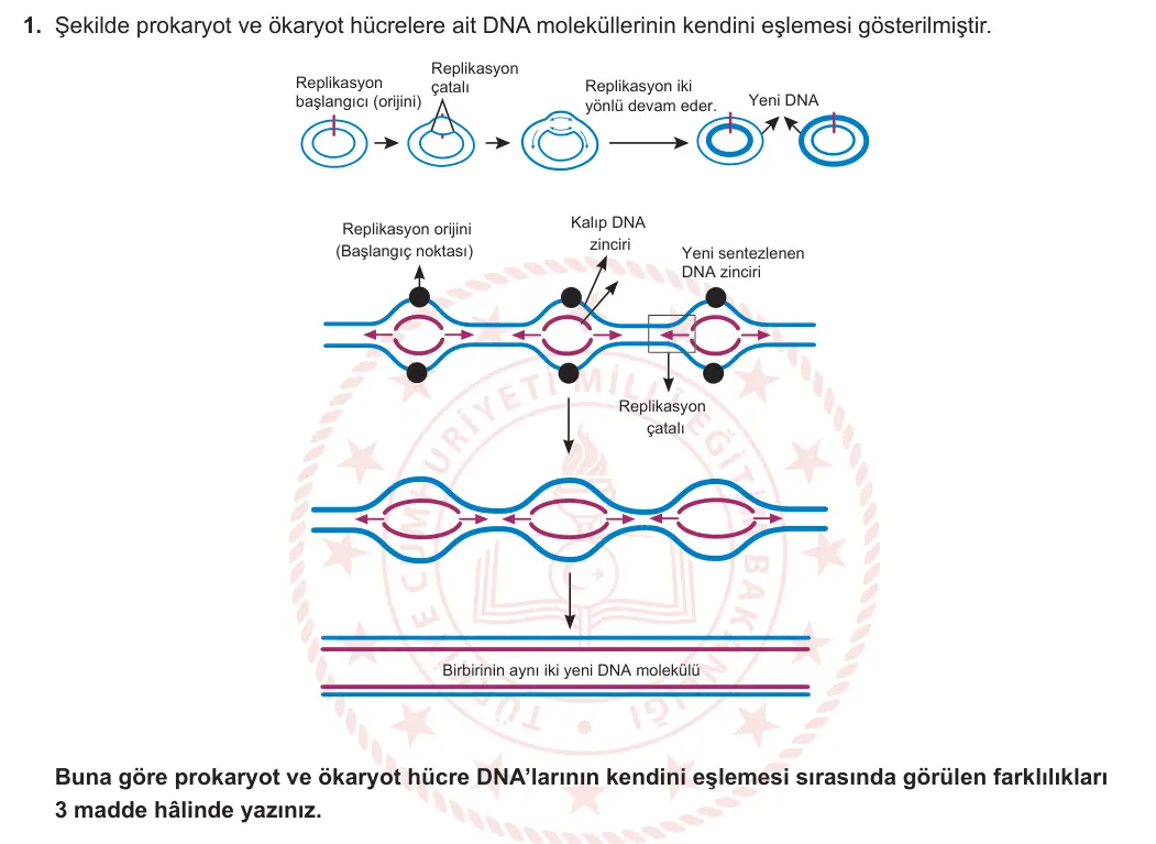 12. Sınıf Biyoloji 2023-2024 1. Dönem 1. Yazılı 2. Bölüm 1. Soru görseli