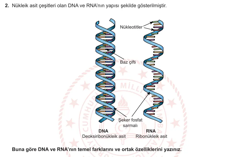 12. Sınıf Biyoloji 2023-2024 1. Dönem 1. Yazılı 2. Bölüm 2. Soru görseli