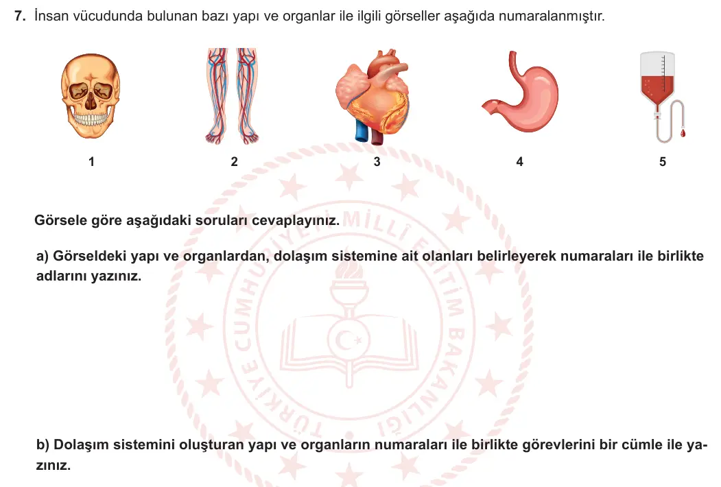 6. Sınıf Fen Bilimleri 2023-2024 1. Dönem 1. Yazılı 1. Bölüm 7. Soru görseli (1/2)