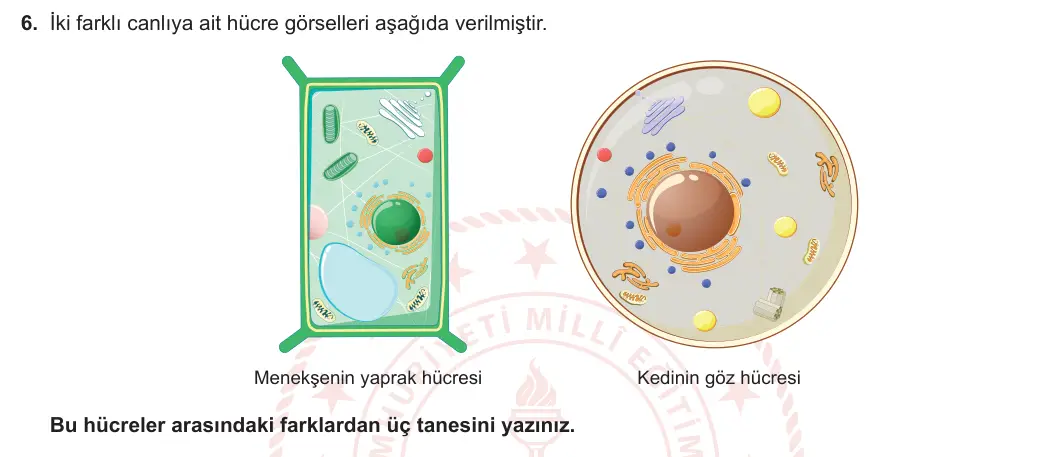 7. Sınıf Fen Bilimleri 2023-2024 1. Dönem 1. Yazılı 1. Bölüm 6. Soru görseli