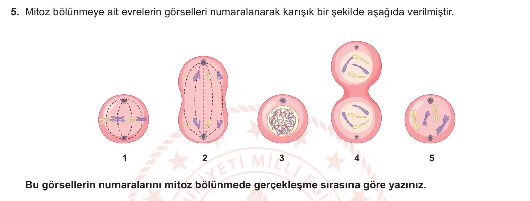 7. Sınıf Fen Bilimleri 2023-2024 1. Dönem 1. Yazılı 2. Bölüm 5. Soru görseli