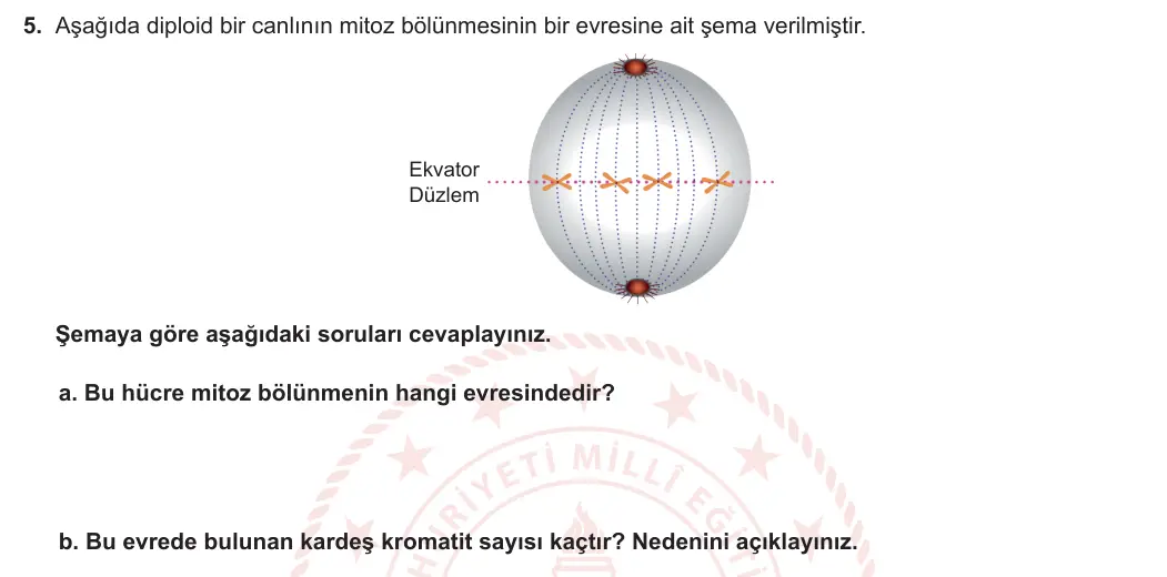 10. Sınıf Biyoloji 2023-2024 1. Dönem 2. Yazılı 1. Bölüm 5. Soru görseli