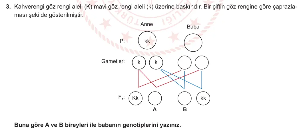 10. Sınıf Biyoloji 2023-2024 1. Dönem 2. Yazılı 2. Bölüm 3. Soru görseli