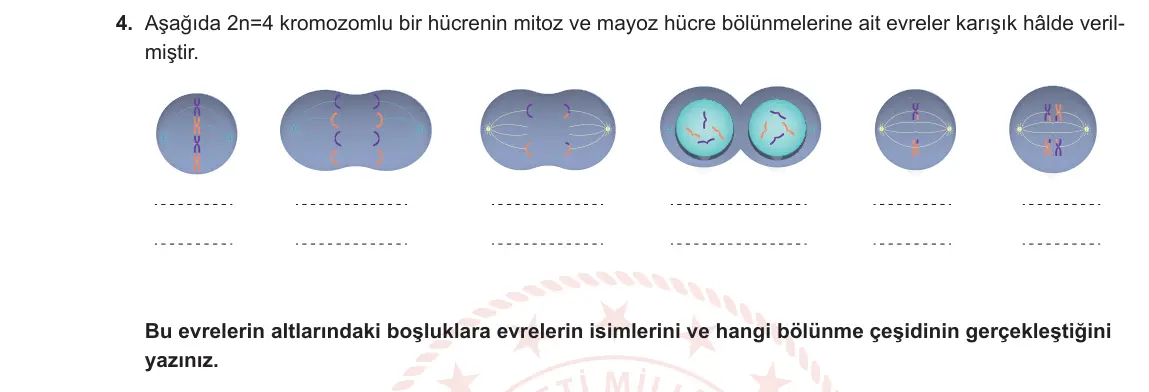 10. Sınıf Biyoloji 2023-2024 1. Dönem 2. Yazılı 2. Bölüm 4. Soru görseli