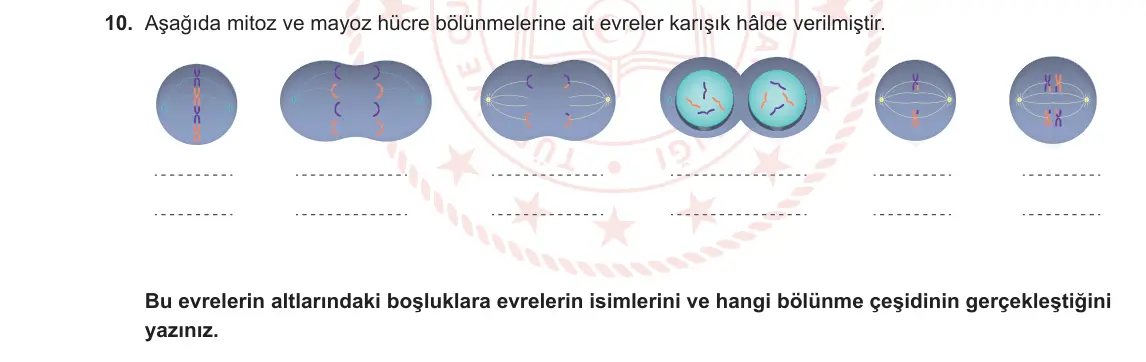 10. Sınıf Biyoloji 2023-2024 1. Dönem 2. Yazılı 3. Bölüm 10. Soru görseli