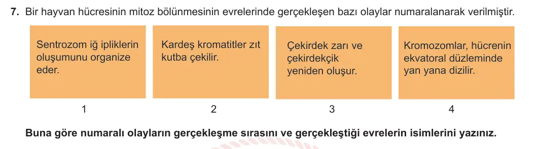 10. Sınıf Biyoloji 2023-2024 1. Dönem 2. Yazılı 3. Bölüm 7. Soru görseli