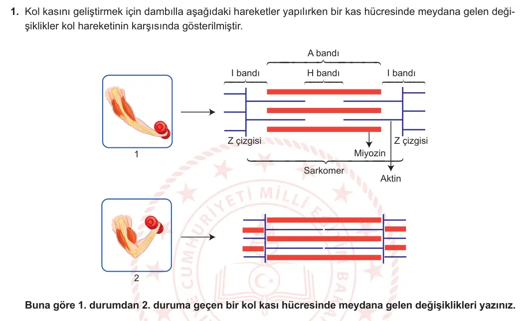 11. Sınıf Biyoloji 2023-2024 1. Dönem 2. Yazılı 1. Bölüm 1. Soru görseli