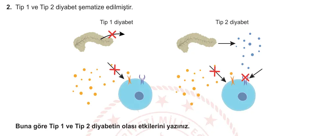 11. Sınıf Biyoloji 2023-2024 1. Dönem 2. Yazılı 1. Bölüm 2. Soru görseli