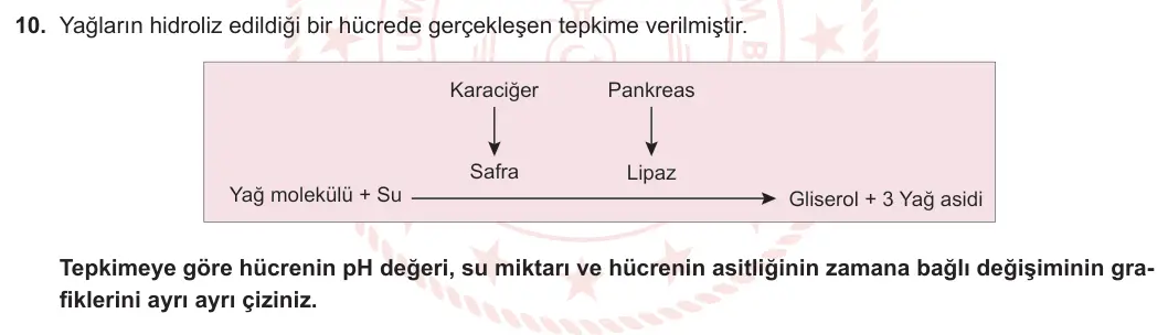 11. Sınıf Biyoloji 2023-2024 1. Dönem 2. Yazılı 2. Bölüm 10. Soru görseli